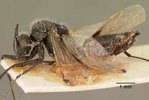 Camponotus descarpentriesi specimen CASENT0101204 image casent0101204_3