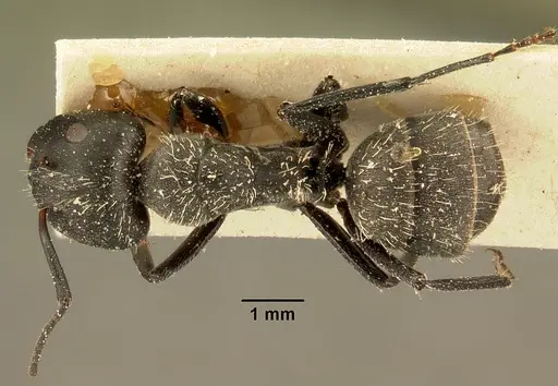 Camponotus descarpentriesi specimen CASENT0101205 image casent0101205_1