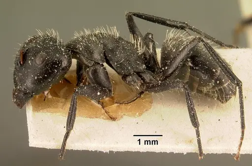 Camponotus descarpentriesi specimen CASENT0101205 image casent0101205_3