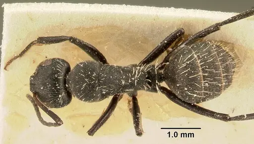 Camponotus descarpentriesi specimen CASENT0101206 image casent0101206_1