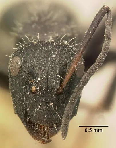 Camponotus descarpentriesi specimen CASENT0101206 image casent0101206_2