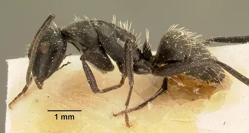 Camponotus descarpentriesi specimen CASENT0101206 image casent0101206_3
