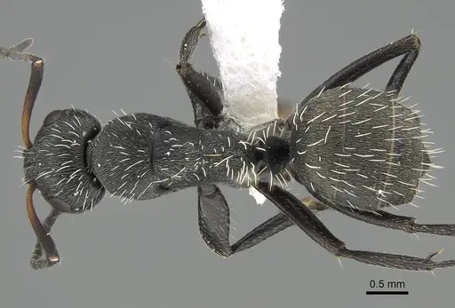 Camponotus descarpentriesi specimen CASENT0763876 image casent0763876_1
