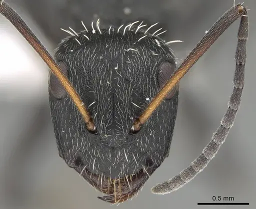 Camponotus descarpentriesi specimen CASENT0763876 image casent0763876_2