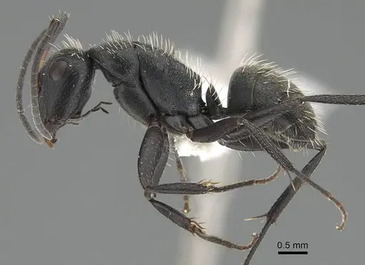 Camponotus descarpentriesi specimen CASENT0763876 image casent0763876_3