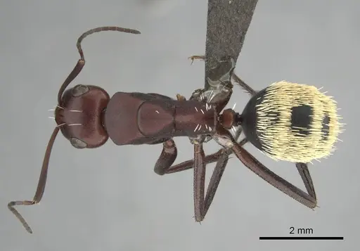 Camponotus detritus specimen CASENT0813048 image casent0813048_1