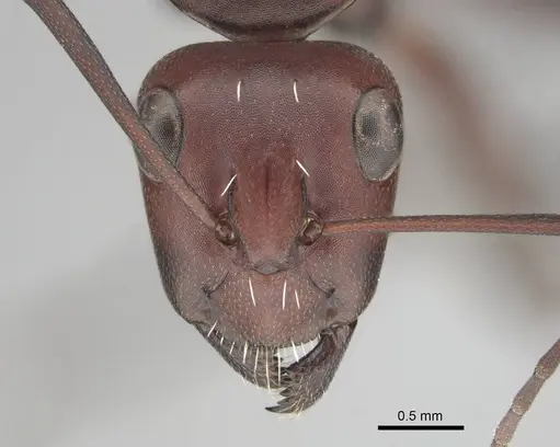 Camponotus detritus specimen CASENT0813048 image casent0813048_2