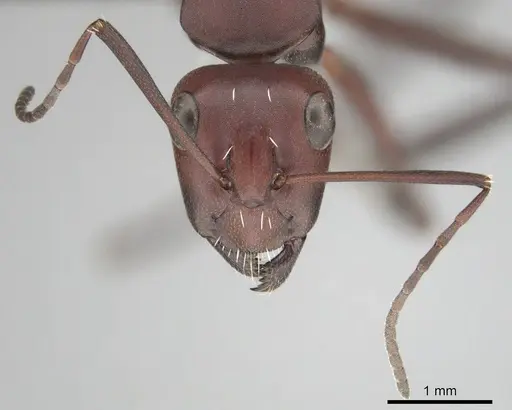 Camponotus detritus specimen CASENT0813048 image casent0813048_3