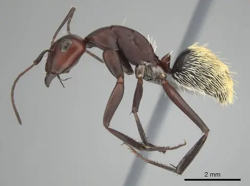 Camponotus detritus specimen CASENT0813048 image casent0813048_4