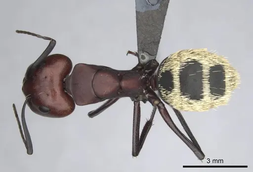 Camponotus detritus specimen CASENT0813049 image casent0813049_1