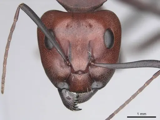 Camponotus detritus specimen CASENT0813049 image casent0813049_2