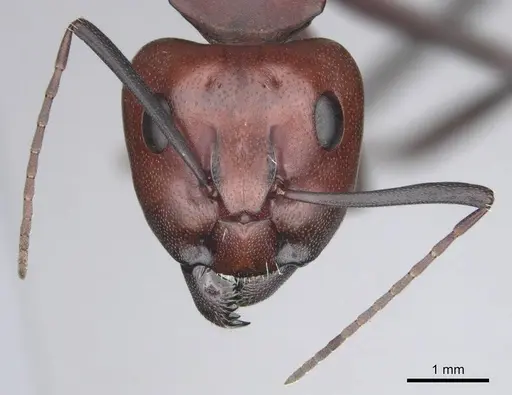 Camponotus detritus specimen CASENT0813049 image casent0813049_3