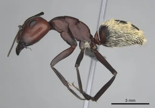 Camponotus detritus specimen CASENT0813049 image casent0813049_4