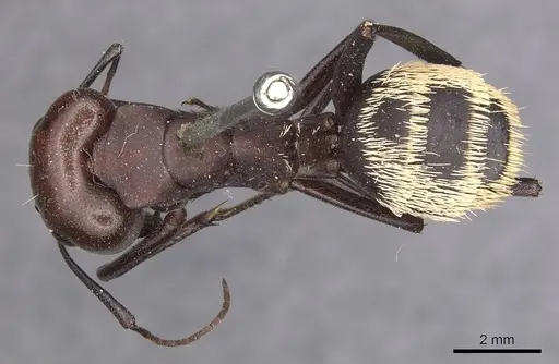 Camponotus detritus specimen CASENT0905419 image casent0905419_1