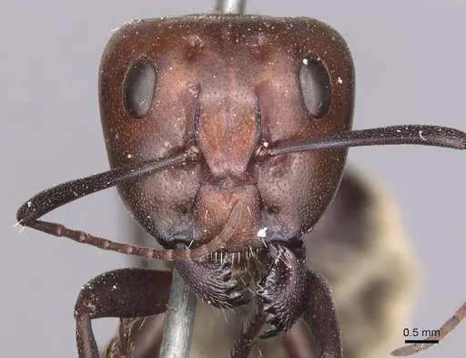 Camponotus detritus specimen CASENT0905419 image casent0905419_2