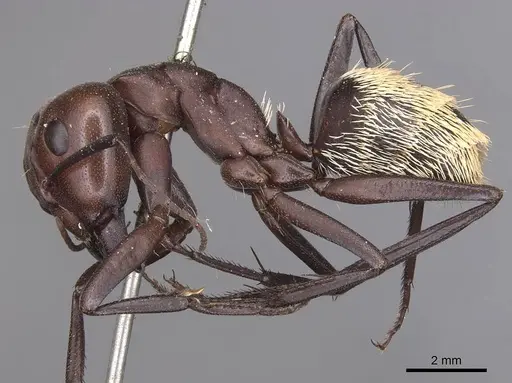 Camponotus detritus specimen CASENT0905419 image casent0905419_3