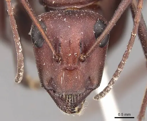 Camponotus detritus specimen CASENT0905420 image casent0905420_2