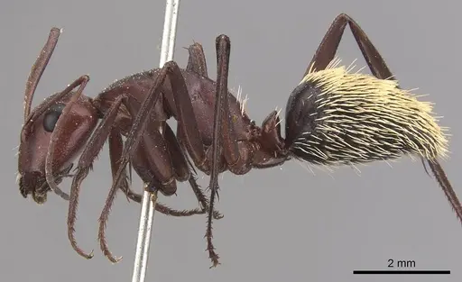 Camponotus detritus specimen CASENT0905420 image casent0905420_3