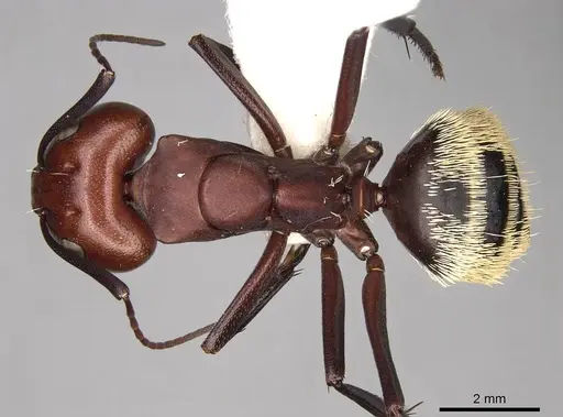 Camponotus detritus specimen CASENT0906888 image casent0906888_1
