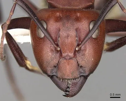 Camponotus detritus specimen CASENT0906888 image casent0906888_2