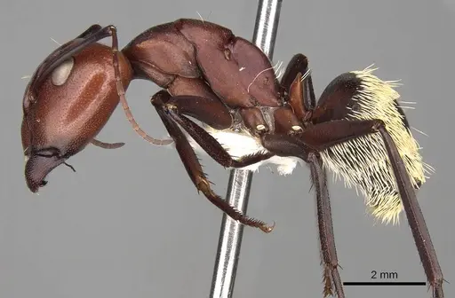 Camponotus detritus specimen CASENT0906888 image casent0906888_3