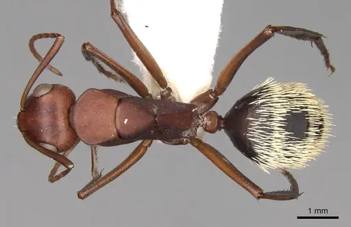 Camponotus detritus specimen CASENT0906889 image casent0906889_1