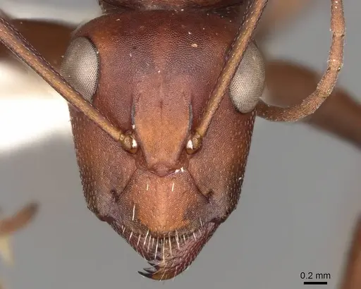 Camponotus detritus specimen CASENT0906889 image casent0906889_2