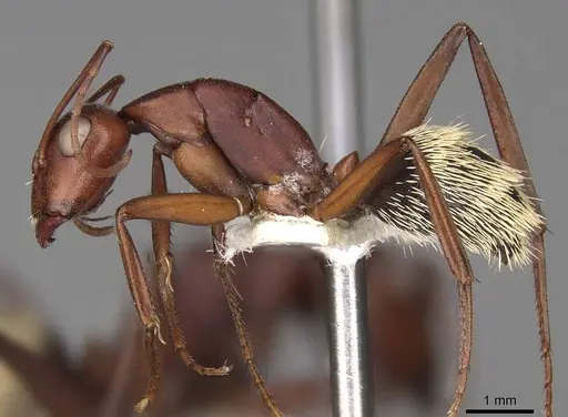 Camponotus detritus specimen CASENT0906889 image casent0906889_3