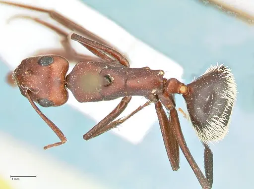 Camponotus detritus specimen FOCOL2466 image focol2466_1