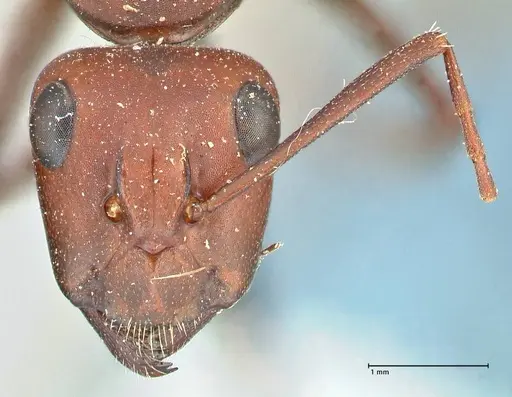 Camponotus detritus specimen FOCOL2466 image focol2466_2
