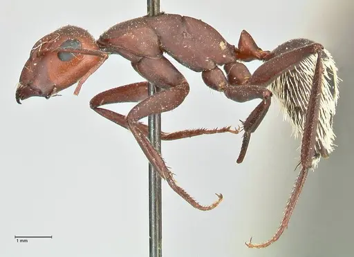 Camponotus detritus specimen FOCOL2466 image focol2466_3
