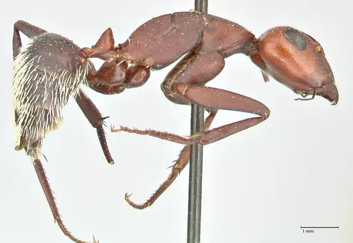 Camponotus detritus specimen FOCOL2466 image focol2466_4