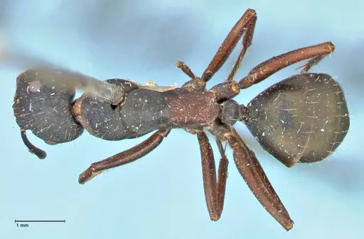 Camponotus dewitzii specimen FOCOL2470 image focol2470_1