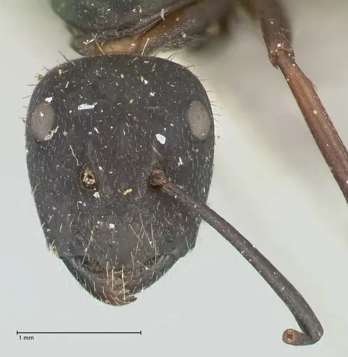 Camponotus dewitzii specimen FOCOL2470 image focol2470_2