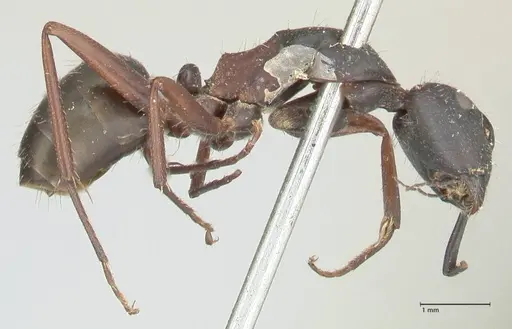Camponotus dewitzii specimen FOCOL2470 image focol2470_4