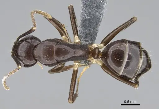 Camponotus dicksoni specimen CASENT0787940 image casent0787940_1