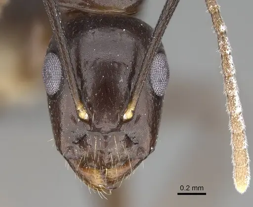 Camponotus dicksoni specimen CASENT0787940 image casent0787940_2