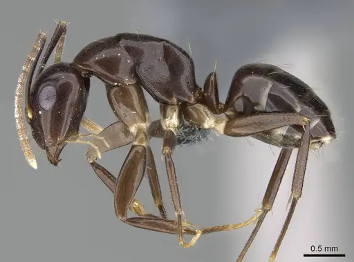 Camponotus dicksoni specimen CASENT0787940 image casent0787940_3