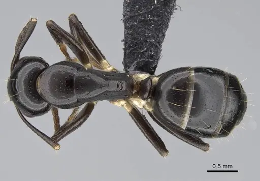 Camponotus dicksoni specimen CASENT0822224 image casent0822224_1