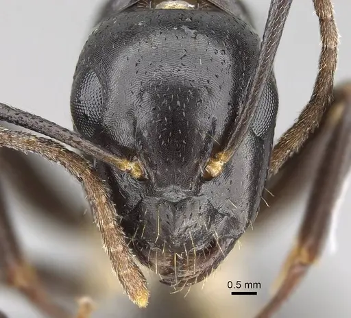 Camponotus dicksoni specimen CASENT0822224 image casent0822224_2
