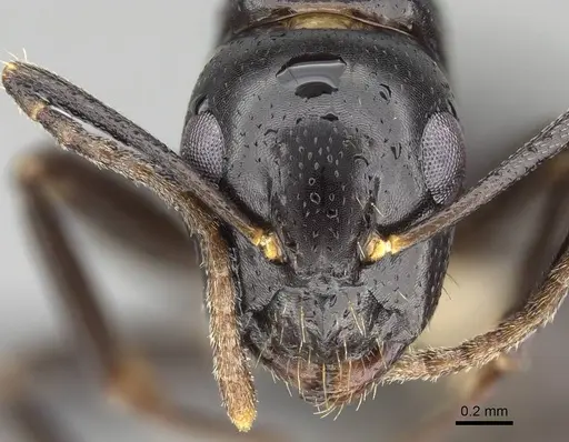 Camponotus dicksoni specimen CASENT0822224 image casent0822224_3