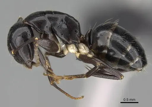 Camponotus dicksoni specimen CASENT0822224 image casent0822224_4