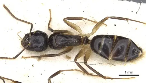 Camponotus dicksoni specimen CASENT0903530 image casent0903530_1