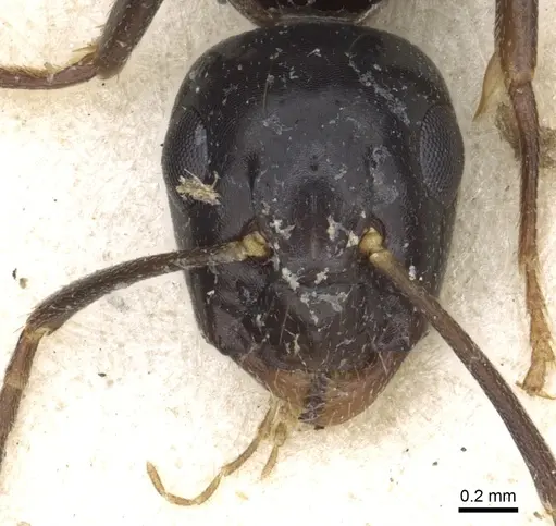 Camponotus dicksoni specimen CASENT0903530 image casent0903530_2