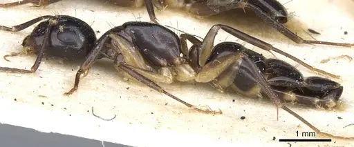 Camponotus dicksoni specimen CASENT0903530 image casent0903530_3