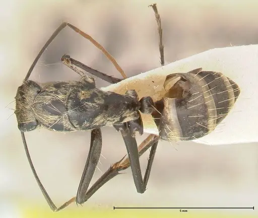 Camponotus difformis specimen FOCOL2300 image focol2300_1