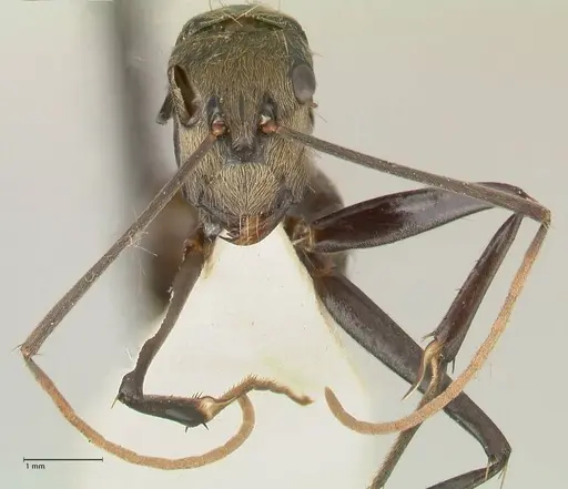 Camponotus difformis specimen FOCOL2300 image focol2300_2