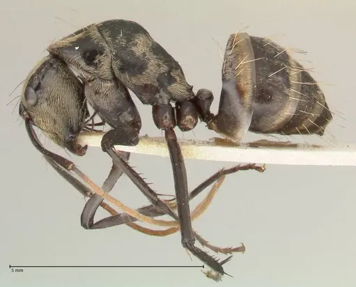 Camponotus difformis specimen FOCOL2300 image focol2300_3