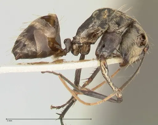 Camponotus difformis specimen FOCOL2300 image focol2300_4