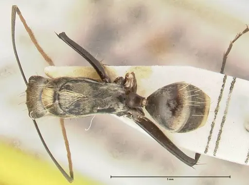 Camponotus difformis specimen FOCOL2301 image focol2301_1